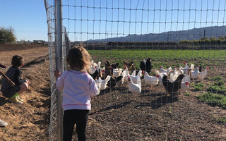 7 Outdoor Springtime Kids Activities in The Valley