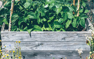 4 Earth Loving Practices to Incorporate in Your Home