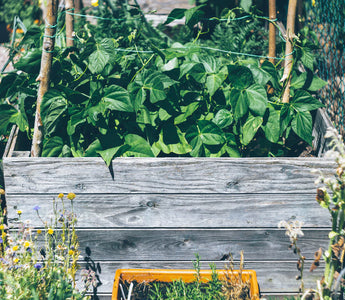 4 Earth Loving Practices to Incorporate in Your Home